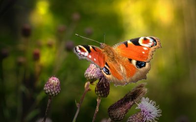 RENACER COMO POLILLA BAJO UNA LUZ ELEGIDA