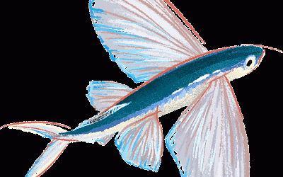 LA INMORTALIDAD DE LOS PECES ALADOS