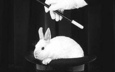 APARECER AL CONEJO ES MAGIA VERDADERA