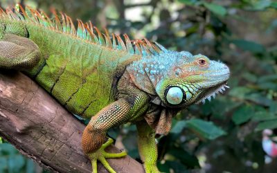 LA IGUANA: GUÍA DE LUTO Y AMULETO