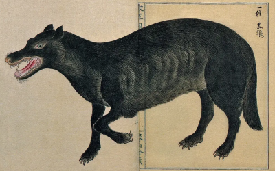 LOBO, LOBO, ¿ESTÁS AHÍ? (II)