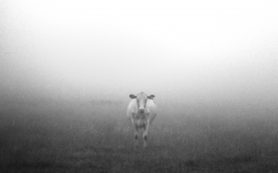 LA TERNERA DE LA BUENA SUERTE