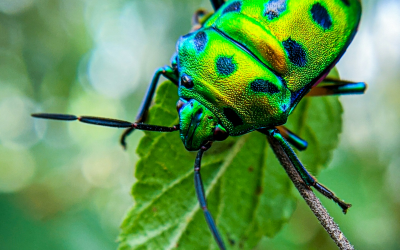 EL PIQUETE PROVIDENCIAL