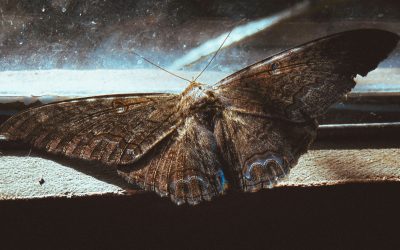 NO APARTES LA VISTA DE LA METAMORFOSIS EN POLILLA