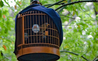 LOS VATICINIOS NUNCA SURGEN DE LA PIEDAD
